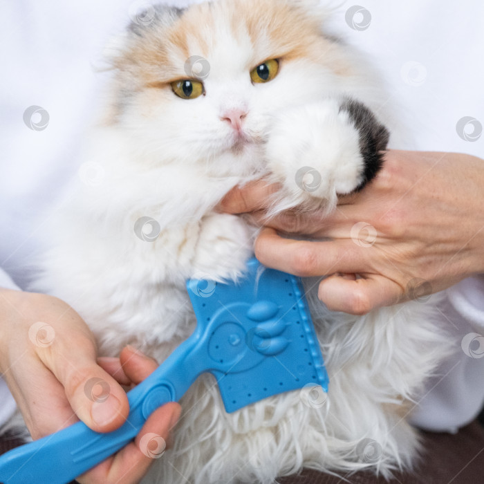 Скачать Крупный план: белая домашняя кошка расчесывает шерсть расческой. Кошке нравится расчесываться фотосток Ozero