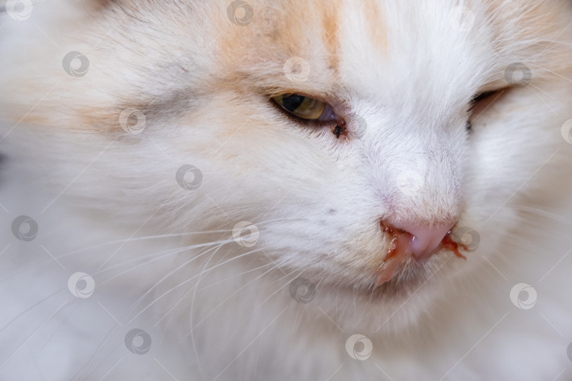 Скачать Кровавые сопли из носа белой кошки, ветеринарное лечение аллергии, насморка, повреждения носовой перегородки, воспаления и инфекции фотосток Ozero