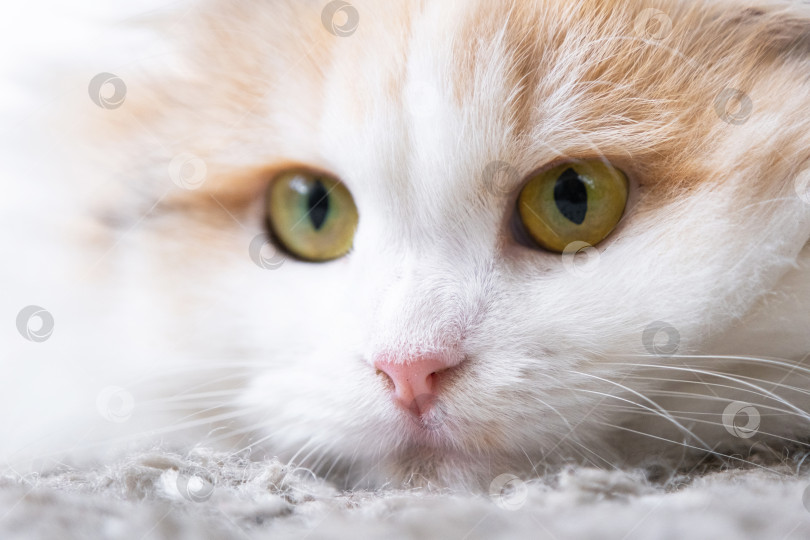 Скачать Белая кошка породы хайленд-фолд смотрит в сторону, мордочка крупным планом с розовым носом и желтыми круглыми глазами фотосток Ozero