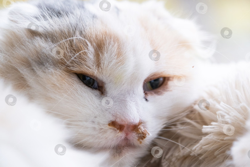 Скачать Гнойные сопли из носа у белой кошки, ветеринарное лечение аллергии, насморка, инфекционных и вирусных воспалений фотосток Ozero