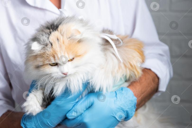 Скачать Кошка в повязке на руках у ветеринара в синих резиновых перчатках. Осмотр домашних животных после операции по стерилизации фотосток Ozero