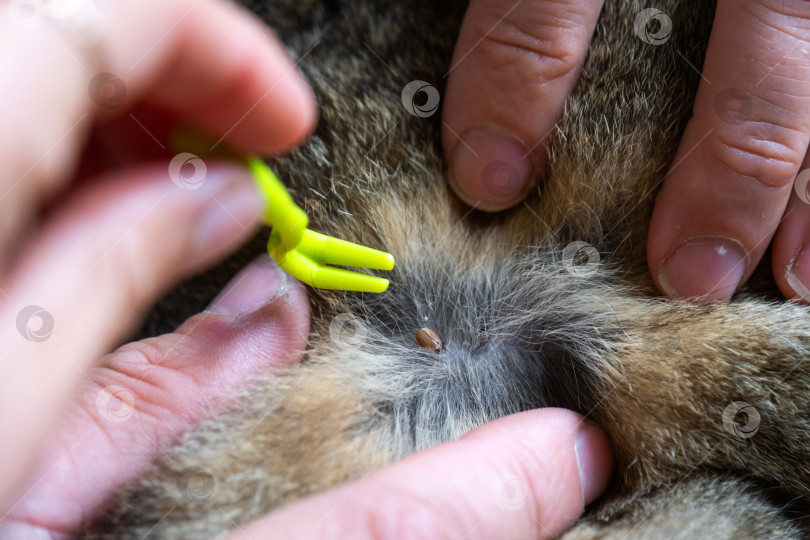 Скачать Щипцы для удаления клеща с кожи кошки крупным планом фотосток Ozero