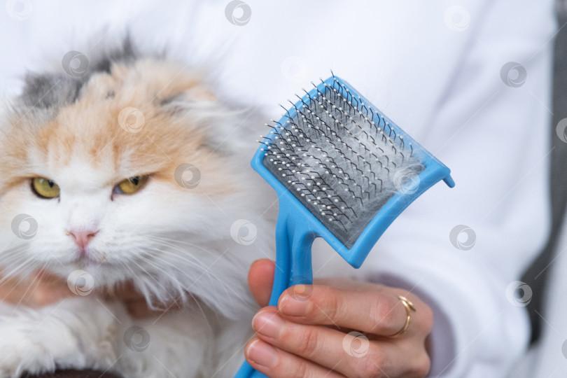 Скачать Расчесанная белая кошачья шерсть на животном гребне крупным планом фотосток Ozero