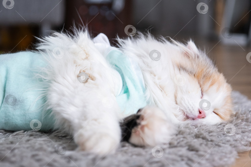 Скачать Белая кошка в повязке дома, приходит в себя после наркоза после операции по стерилизации, спит фотосток Ozero