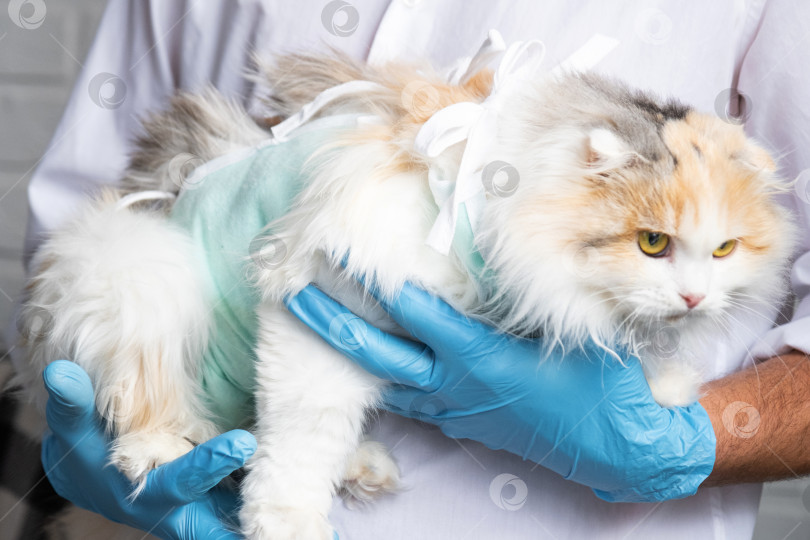 Скачать Кошка в повязке на руках у ветеринара в синих резиновых перчатках. Осмотр домашних животных после операции по стерилизации фотосток Ozero