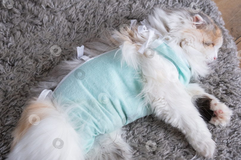 Скачать Белая кошка в повязке дома, приходит в себя после наркоза после операции по стерилизации, спит фотосток Ozero