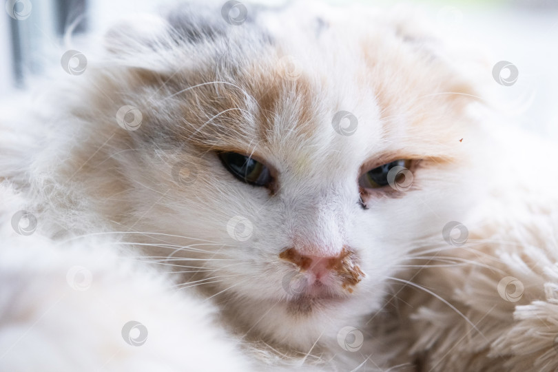 Скачать Гнойные сопли из носа у белой кошки, ветеринарное лечение аллергии, насморка, инфекционных и вирусных воспалений фотосток Ozero