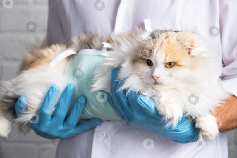 Скачать Кошка в повязке на руках у ветеринара в синих резиновых перчатках. Осмотр домашних животных после операции по стерилизации фотосток Ozero
