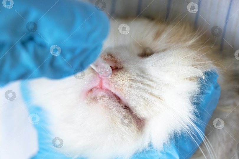 Скачать Ветеринар в резиновых перчатках закапывает кошке в нос лекарство от простуды. Лечение простуды и аллергии у домашних животных в домашних условиях фотосток Ozero
