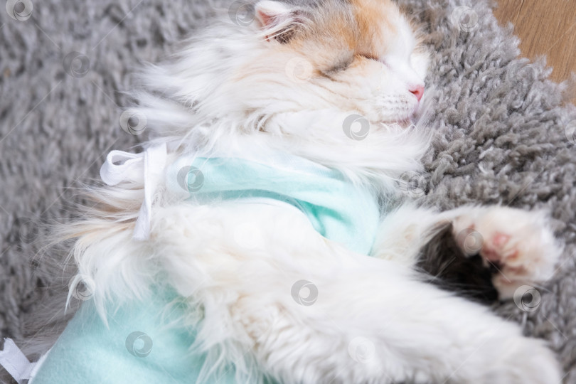 Скачать Белая кошка в повязке дома, приходит в себя после наркоза после операции по стерилизации, спит фотосток Ozero