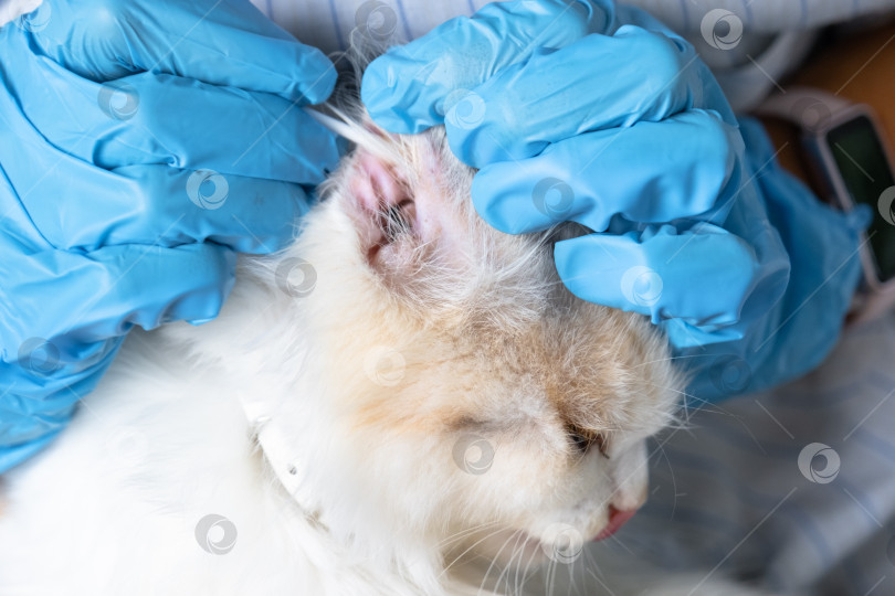 Скачать Руки ветеринара в резиновых перчатках очищают уши ватным тампоном, загибают уши белой кошки фотосток Ozero