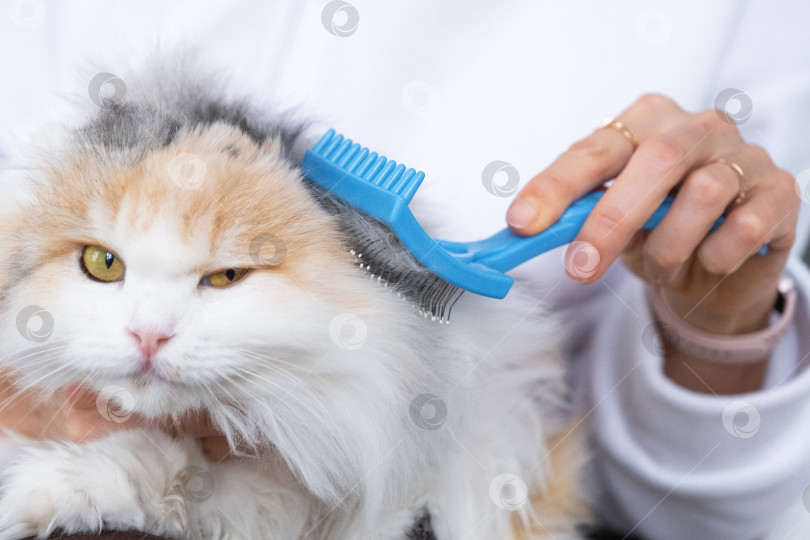 Скачать Крупный план: белая домашняя кошка расчесывает шерсть расческой. Кошке нравится расчесываться фотосток Ozero
