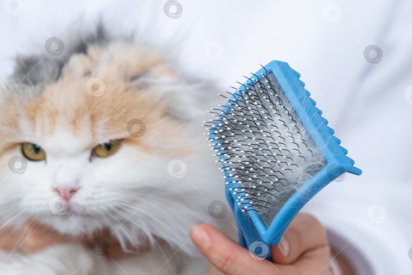 Скачать Расчесанная белая кошачья шерсть на животном гребне крупным планом фотосток Ozero