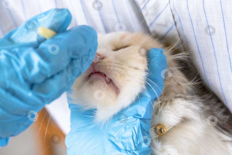 Скачать Ветеринар в резиновых перчатках закапывает кошке в нос лекарство от простуды. Лечение простуды и аллергии у домашних животных в домашних условиях фотосток Ozero
