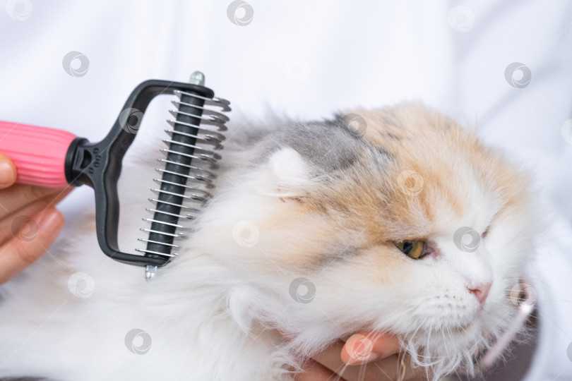 Скачать Крупный план: белая домашняя кошка расчесывает шерсть расческой. Кошке нравится расчесываться фотосток Ozero