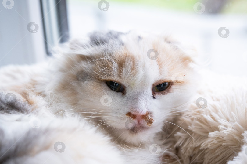 Скачать Гнойные сопли из носа у белой кошки, ветеринарное лечение аллергии, насморка, инфекционных и вирусных воспалений фотосток Ozero