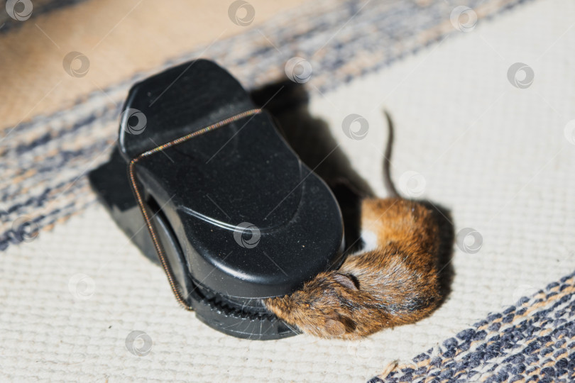 Скачать Мертвая мышь попала в пружинный механизм домашней мышеловки. Защита от грызунов и борьба с ними фотосток Ozero