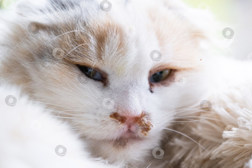 Скачать Гнойные сопли из носа у белой кошки, ветеринарное лечение аллергии, насморка, инфекционных и вирусных воспалений фотосток Ozero