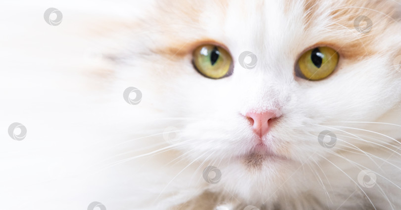 Скачать Белая кошка породы хайленд-фолд смотрит в камеру крупным планом, мордочка с розовым носом и желтыми круглыми глазами фотосток Ozero