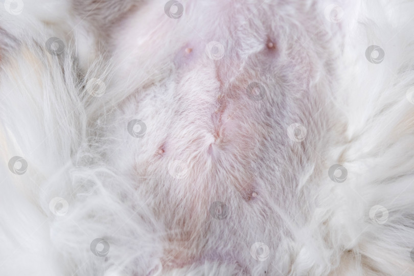 Скачать Крупный план шва после операции по стерилизации на животе кошки фотосток Ozero