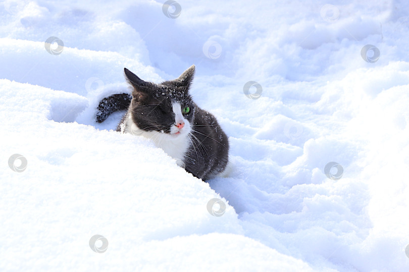 Скачать Пушистый серый кот играет в сугробе, наблюдая за падающим снегом и затаившись в засаде перед нападением. Суровые зимние морозы не пугают сибирских кошек, которые не боятся холода. фотосток Ozero