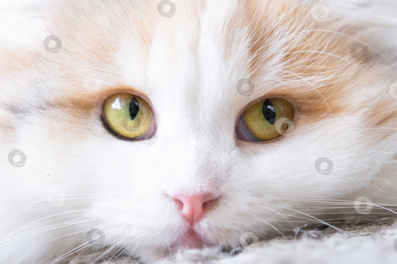 Скачать Белая кошка породы хайленд-фолд смотрит в сторону, мордочка крупным планом с розовым носом и желтыми круглыми глазами фотосток Ozero