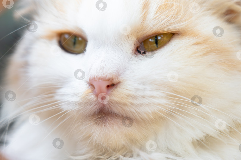 Скачать Мордочка белой кошки с воспаленными глазами и соплями, крупный план. Ветеринария фотосток Ozero