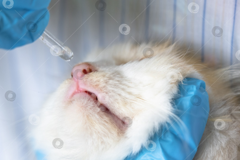 Скачать Ветеринар в резиновых перчатках закапывает кошке в нос лекарство от простуды. Лечение простуды и аллергии у домашних животных в домашних условиях фотосток Ozero