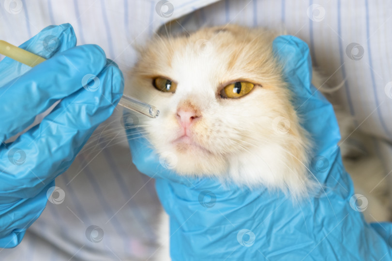 Скачать Ветеринар в резиновых перчатках закапывает кошке в нос лекарство от простуды. Лечение простуды и аллергии у домашних животных в домашних условиях фотосток Ozero