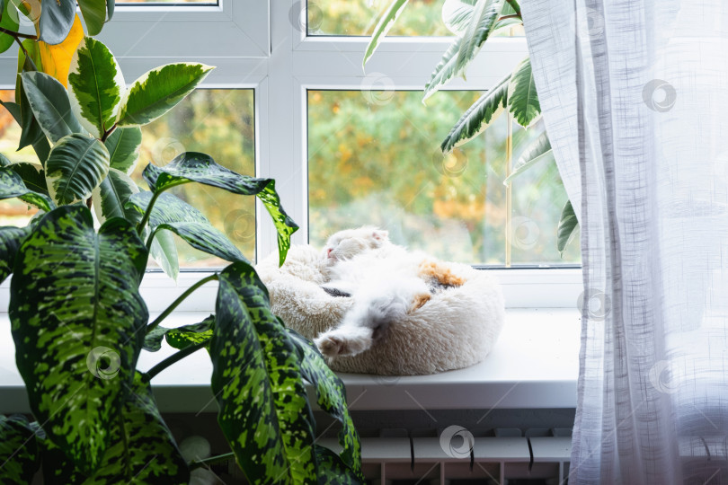Скачать Котенок Хайленд-фолд сладко спит в кроватке для домашних животных на подоконнике среди растений в горшках фотосток Ozero