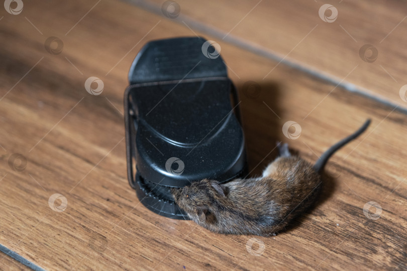 Скачать Мертвая мышь попала в пружинный механизм домашней мышеловки. Защита от грызунов и борьба с ними фотосток Ozero