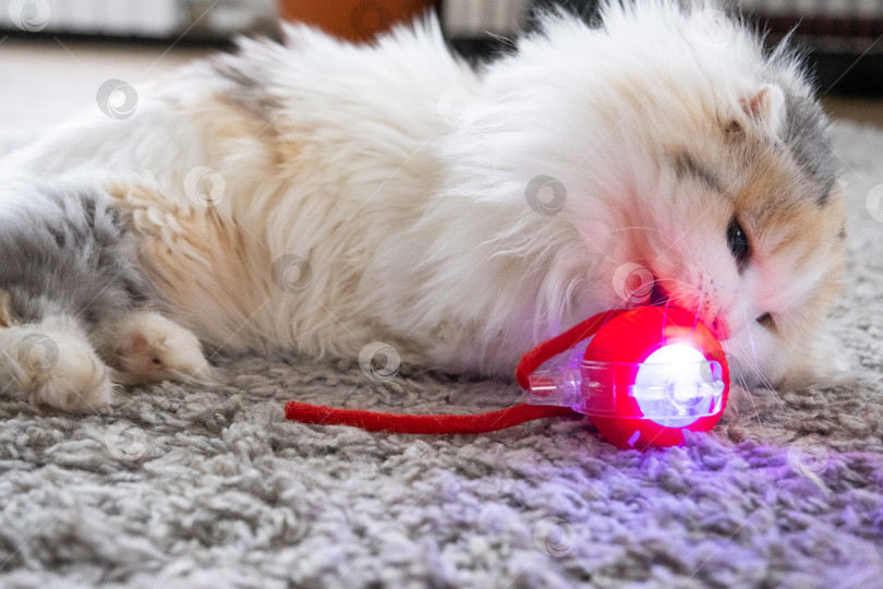 Скачать Домашняя кошка породы Хайленд-фолд играет на коврике с подвижным мячиком и веревочкой. Развлечения и игрушки для домашних животных фотосток Ozero