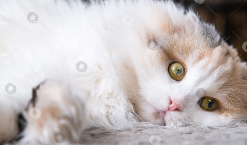 Скачать Белая кошка породы хайленд-фолд смотрит в сторону, мордочка крупным планом с розовым носом и желтыми круглыми глазами фотосток Ozero