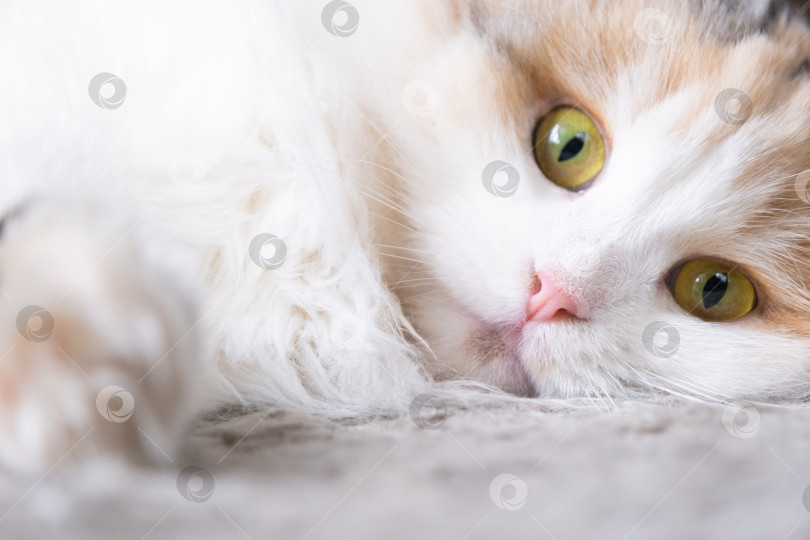 Скачать Белая кошка породы хайленд-фолд смотрит в камеру крупным планом, мордочка с розовым носом и желтыми круглыми глазами фотосток Ozero