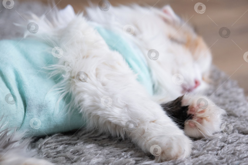 Скачать Белая кошка в повязке дома, приходит в себя после наркоза после операции по стерилизации, спит фотосток Ozero
