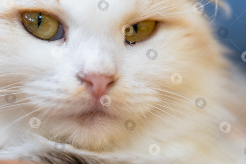 Скачать Мордочка белой кошки с воспаленными глазами и соплями, крупный план. Ветеринария фотосток Ozero