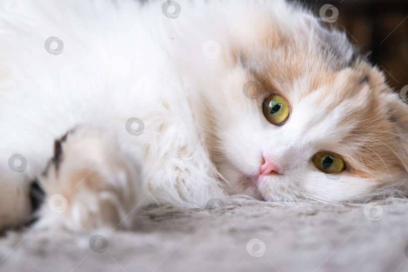 Скачать Белая кошка породы хайленд-фолд смотрит в сторону, мордочка крупным планом с розовым носом и желтыми круглыми глазами фотосток Ozero