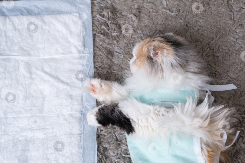 Скачать Белая кошка в бинтах дома, оправляется от наркоза после операции по стерилизации, спит на непромокаемом подгузнике. фотосток Ozero