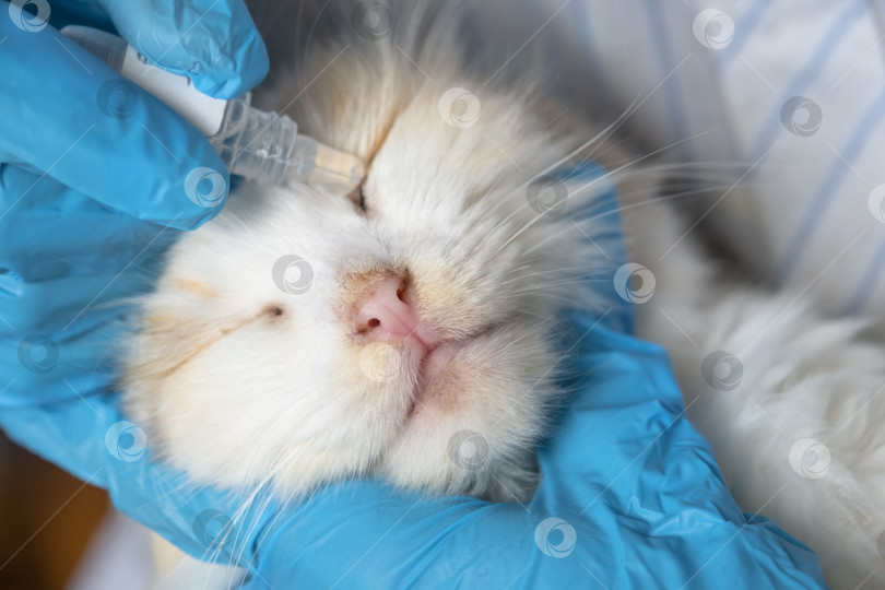 Скачать Ветеринар в резиновых перчатках закапывает кошке в глаз лекарство от конъюнктивита. Лечение домашних животных фотосток Ozero