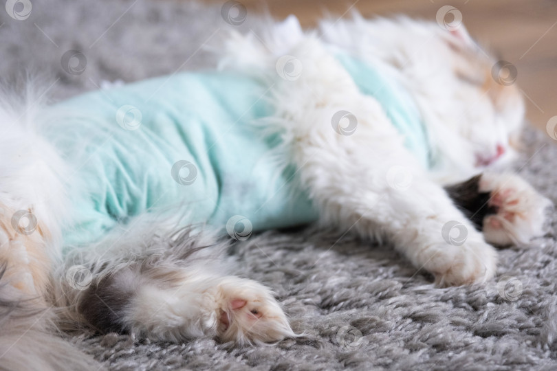 Скачать Белая кошка в повязке дома, приходит в себя после наркоза после операции по стерилизации, спит фотосток Ozero