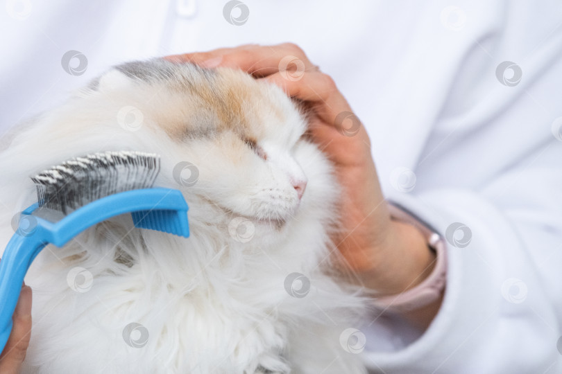 Скачать Крупный план: белая домашняя кошка расчесывает шерсть расческой. Кошке нравится расчесываться фотосток Ozero