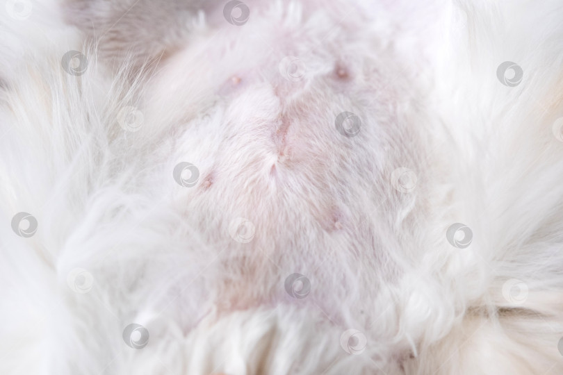 Скачать Крупный план шва после операции по стерилизации на животе кошки фотосток Ozero