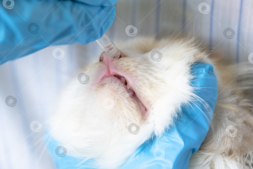 Скачать Ветеринар в резиновых перчатках закапывает кошке в нос лекарство от простуды. Лечение простуды и аллергии у домашних животных в домашних условиях фотосток Ozero
