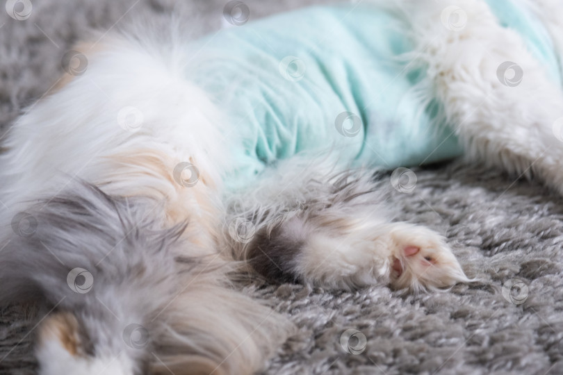 Скачать Белая кошка в повязке дома, приходит в себя после наркоза после операции по стерилизации, спит фотосток Ozero