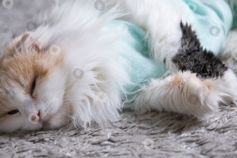 Скачать Белая кошка в повязке дома, приходит в себя после наркоза после операции по стерилизации, спит фотосток Ozero