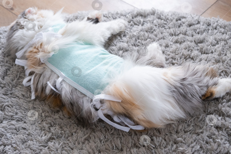 Скачать Белая кошка в повязке дома, приходит в себя после наркоза после операции по стерилизации, спит фотосток Ozero