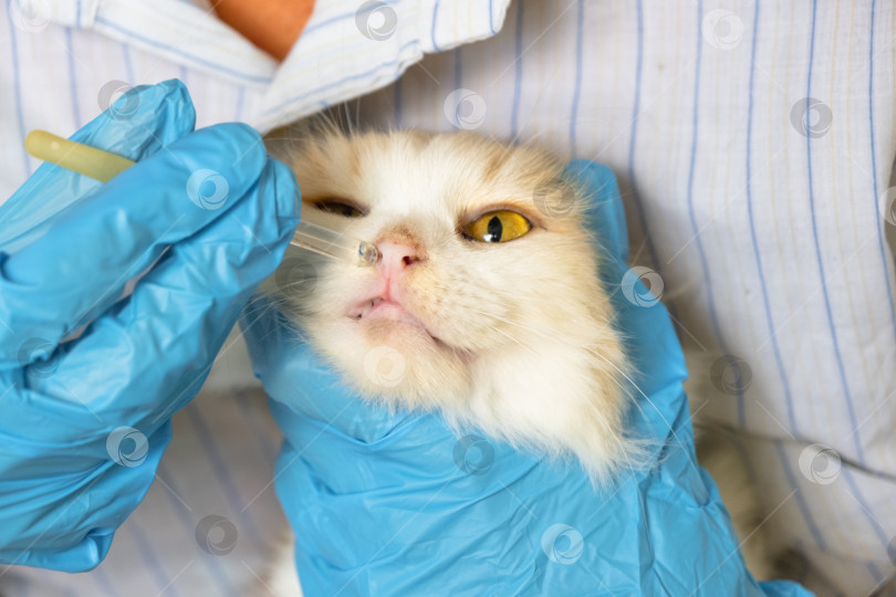 Скачать Ветеринар в резиновых перчатках закапывает кошке в нос лекарство от простуды. Лечение простуды и аллергии у домашних животных в домашних условиях фотосток Ozero