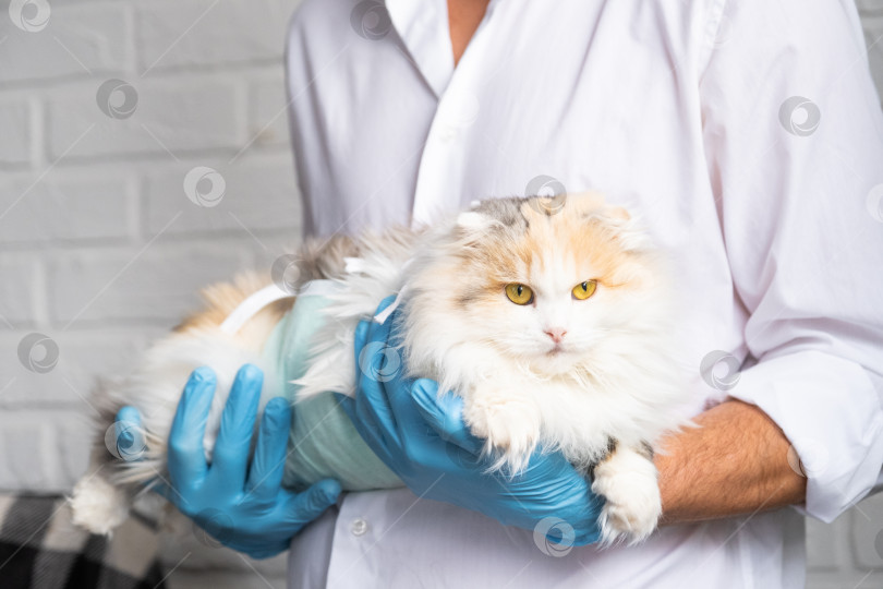 Скачать Кошка в повязке на руках у ветеринара в синих резиновых перчатках. Осмотр домашних животных после операции по стерилизации фотосток Ozero