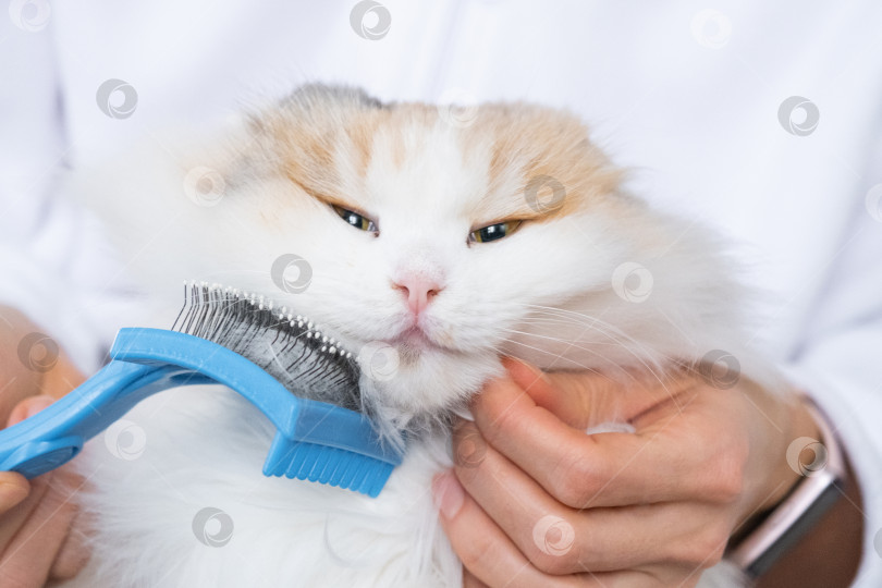 Скачать Крупный план: белая домашняя кошка расчесывает шерсть расческой. Кошке нравится расчесываться фотосток Ozero