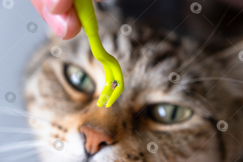 Скачать Извлеченный клещ на кошачьем инструменте для удаления клещей фотосток Ozero